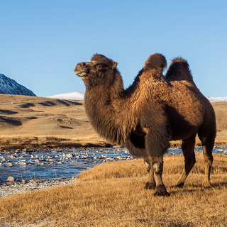 Altai Tavan Bogd - Camel